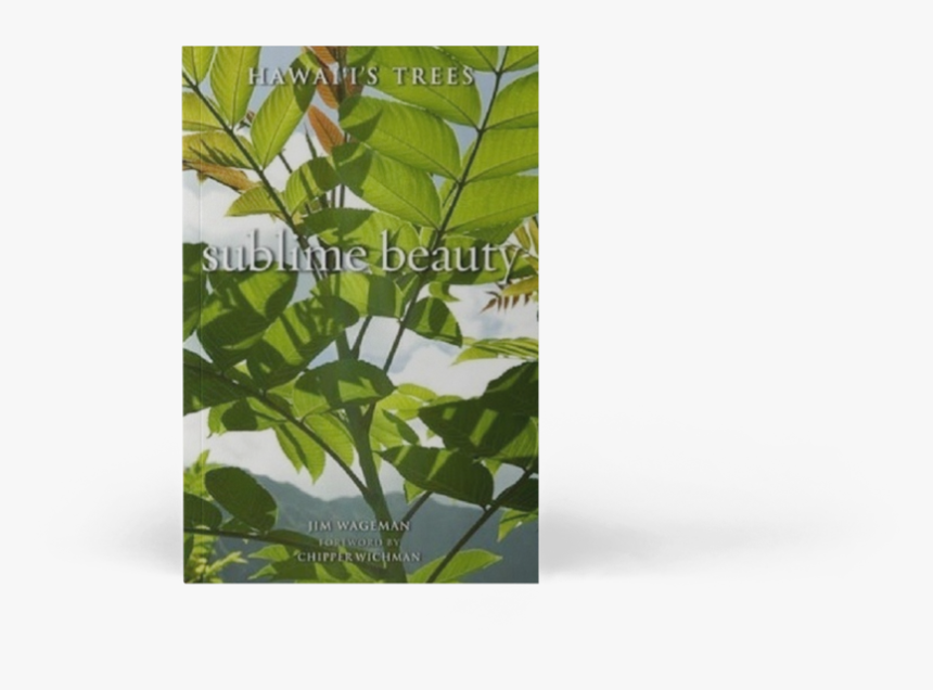 Maidenhair Tree, HD Png Download