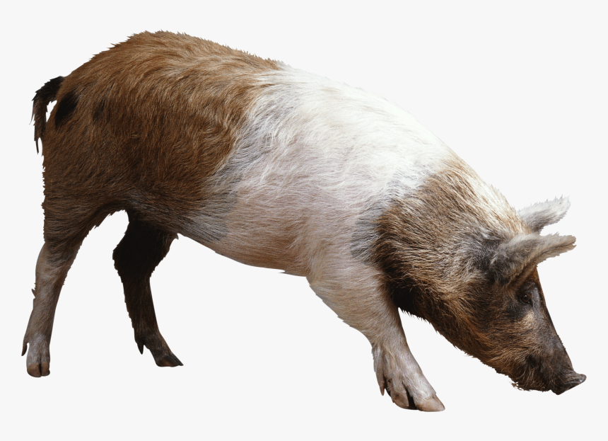 Lifecycle Of Worms In Pigs, HD Png Download