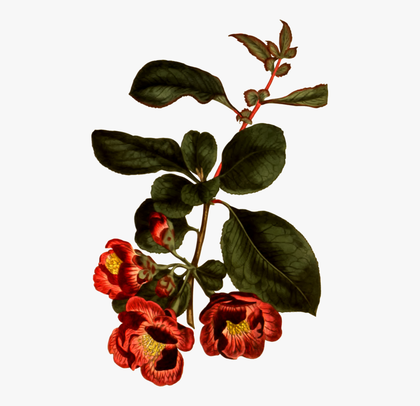 Plant,flower,leaf - Botany, HD Png Download