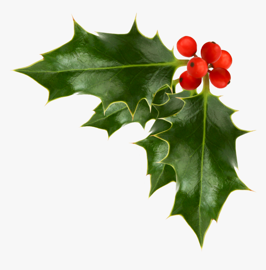 Holiday Garland Clipart Corner 46596 - Transparent Background Holly Clipart, HD Png Download