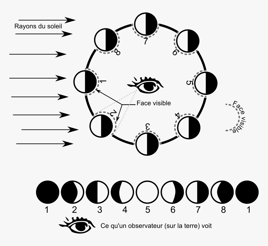 Phases Of The Moon Clip Art Free, HD Png Download