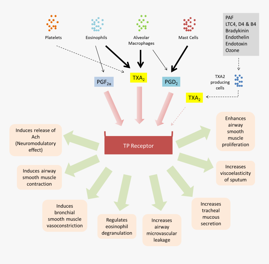 Biological Activities Of Tp Receptor - Levosalbutamol Mechanism Of Action, HD Png Download