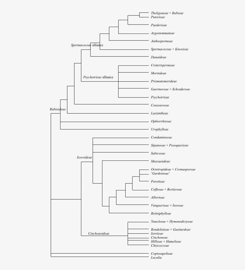 Phylogeny Of Malpighia Emarginata, HD Png Download
