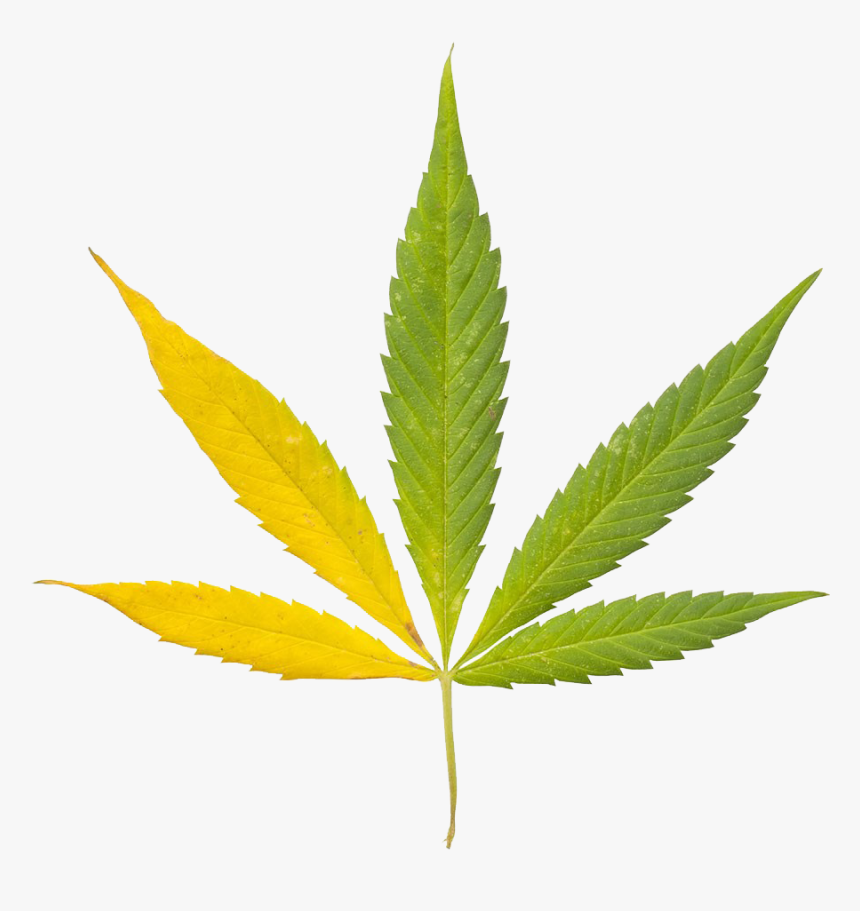 Cannabis Sativa Leaf Bong Clip Art Indian - Bob Marley Leaf Png, Transparent Png