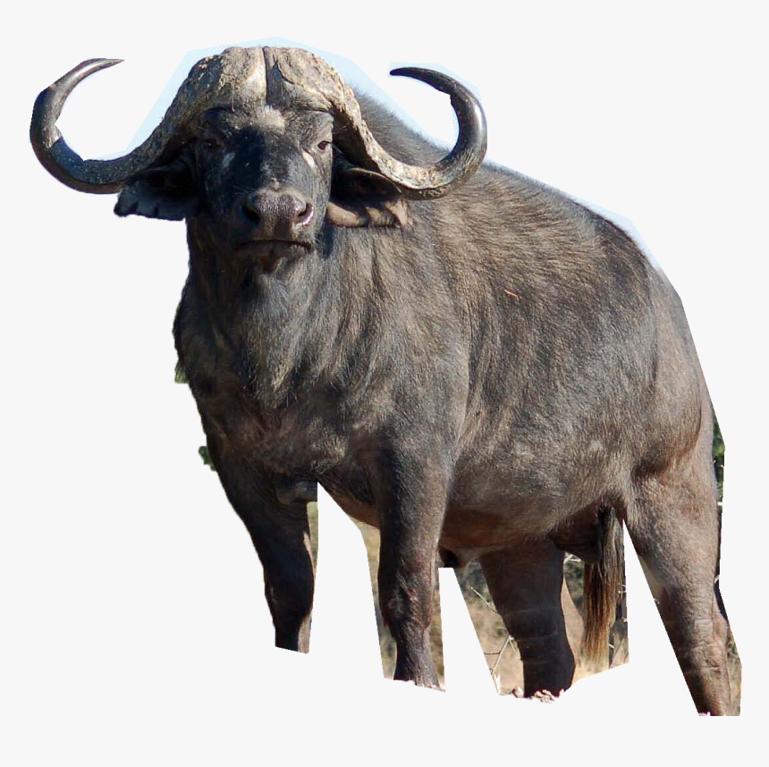 Africa Water Buffalo American Bison Deer Lion - Cape Buffalo, HD Png Download