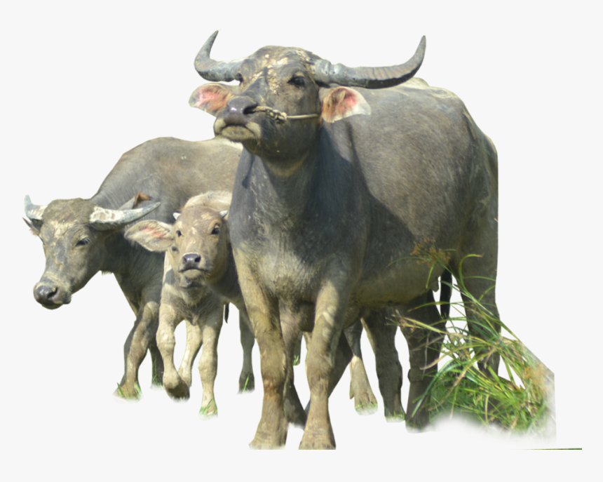 Buffalo Png Image Png Download - Buffalo Png, Transparent Png