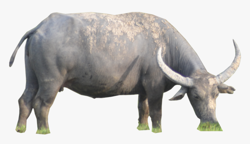 Download Buffalo Png - Water Buffalo Png, Transparent Png