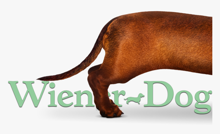 Transparent Wiener Dog Png - Water Buffalo, Png Download