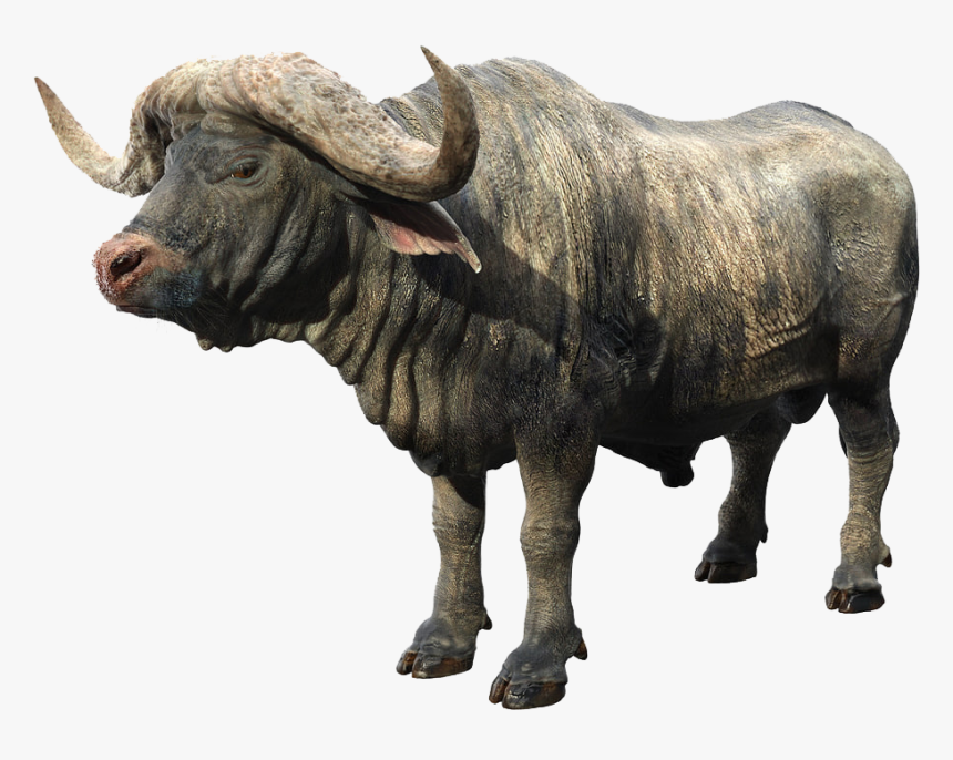 African Buffalo Png Background - Find Out Musk Ox, Transparent Png
