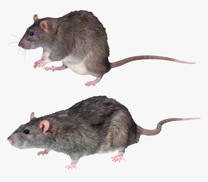 Mouse, Rat Png Image - Mouse Transparent Background, Png Download