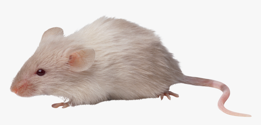 Rat Png Image File - Мышь Пнг, Transparent Png