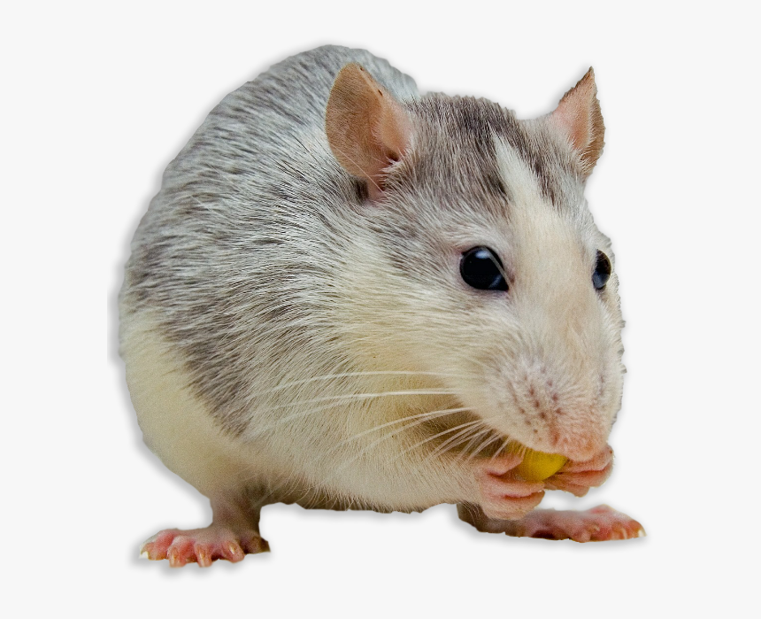Transparent Mouse Animal Png - Impossible Burger Animal Testing, Png Download
