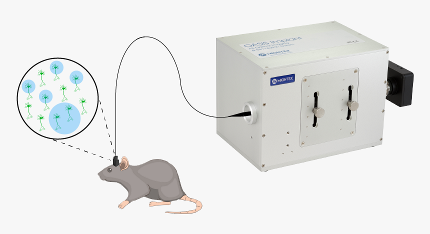 Oasis-implant Small Diagram V2 Updated - Rat, HD Png Download