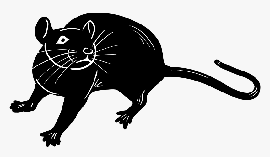 Transparent Rat Png - Rat, Png Download