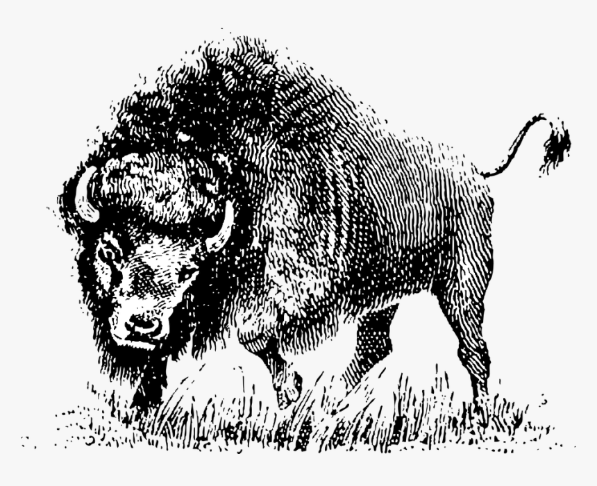 Buffalo, Horns, Animal, Mammal, Wild, Wildlife, Cattle - Vector Black And White Buffalo, HD Png Download