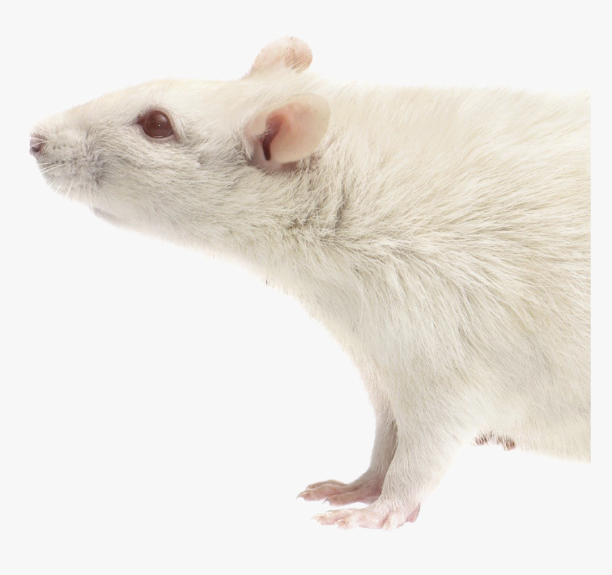 Rat Download Transparent Png Image - Mouse, Png Download