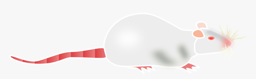 Albino, Rat, Mouse, Lab, Laboratory, Science, Red - Albino Rat Vector, HD Png Download