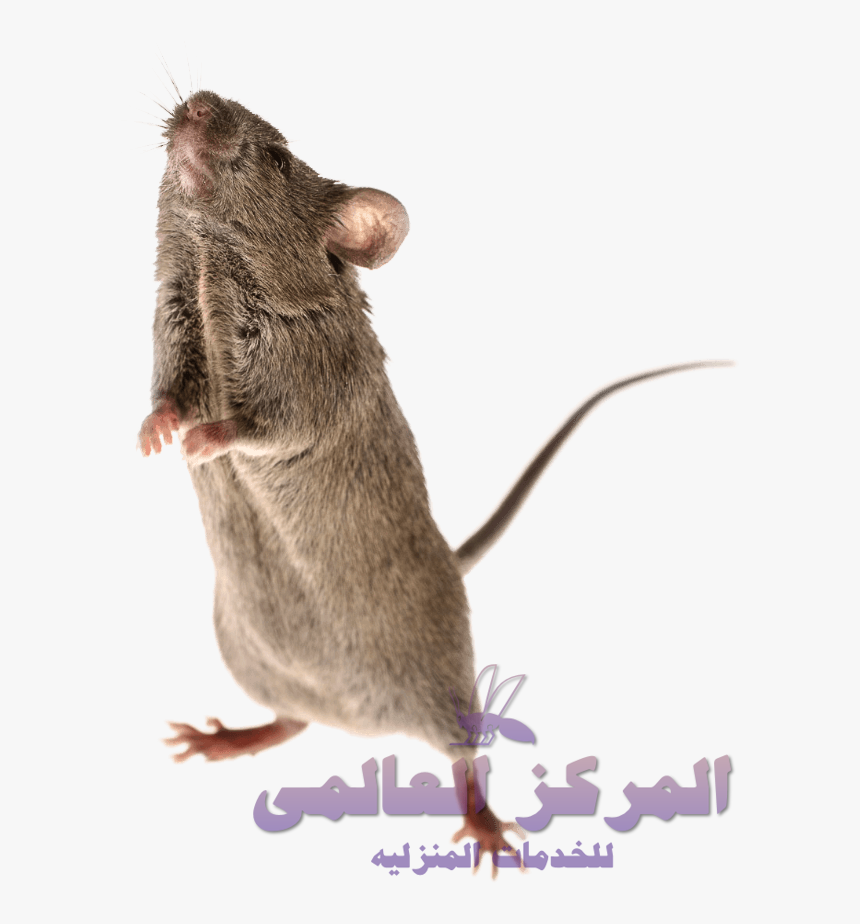 Mouse, HD Png Download