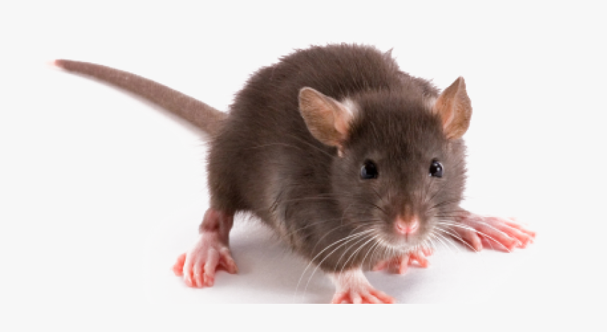 Rato Png, Transparent Png