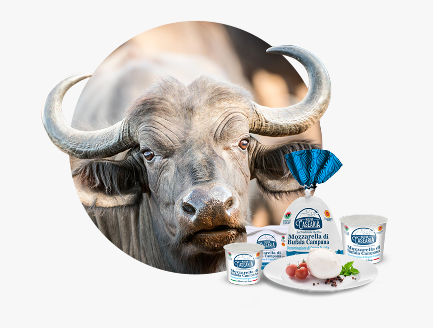 Caseificio Nuova Casearia Bufala, HD Png Download