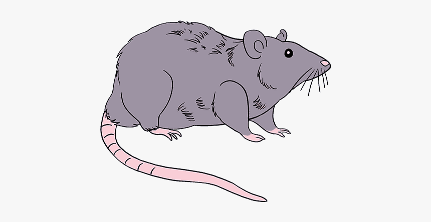 How To Draw Rat - Rat, HD Png Download