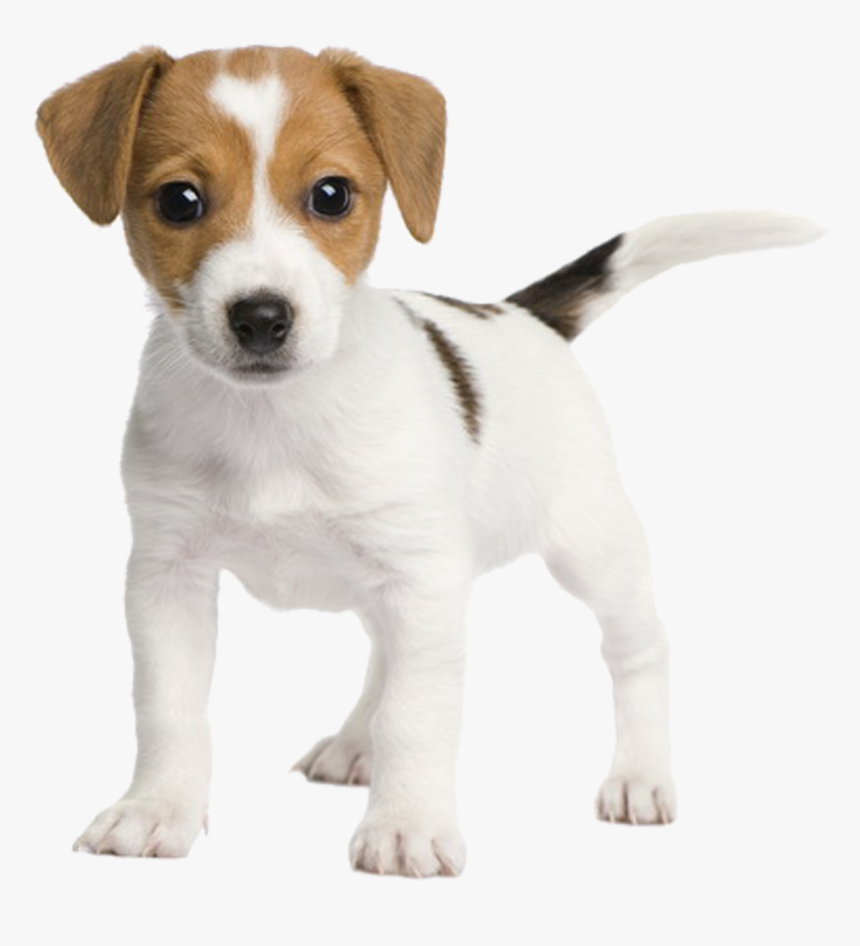 Chihuahua Russell Fox Miniature Rat Jack Bull Clipart - Jack Russell Terrier Puppy, HD Png Download