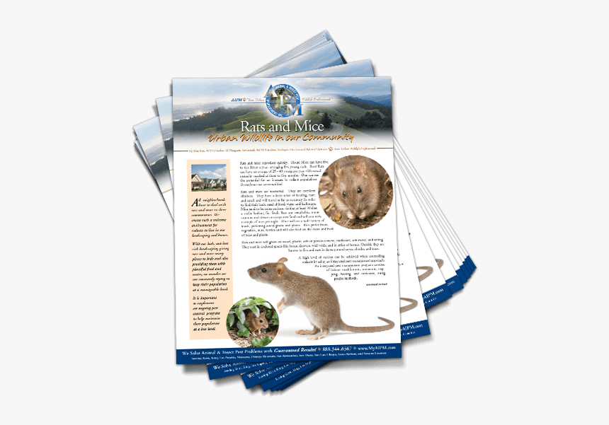 Downloadable Image - Rat, HD Png Download