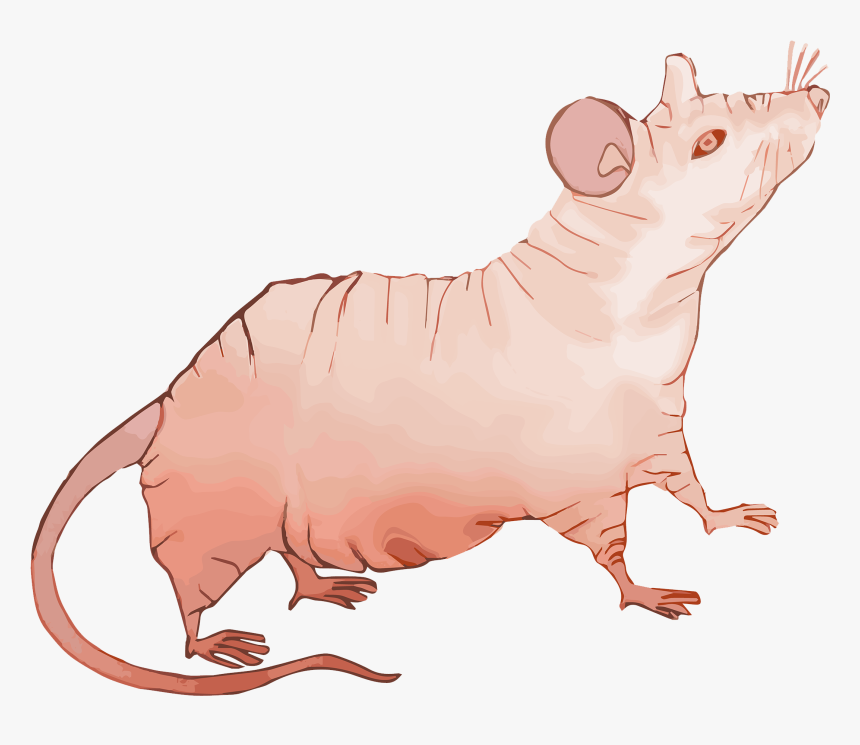 File - Nude-mouse - Rodent, HD Png Download