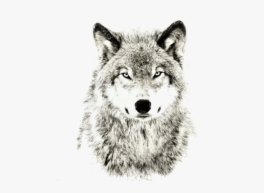 Wolves Don T Lose Sleep Over Opinions, HD Png Download