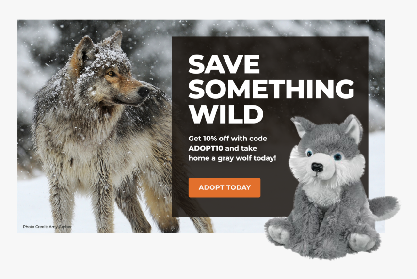 Adopt A Gray Wolf - Coyote, HD Png Download