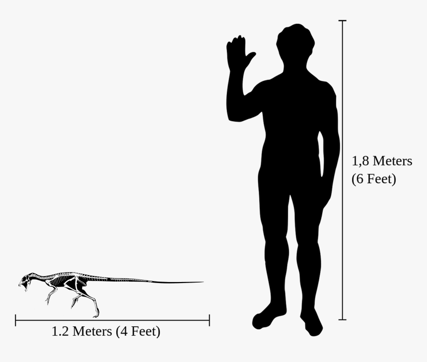 Human-heterodontosaurus Size Comparison - Cat Size Compared To Human, HD Png Download