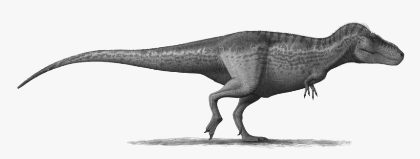 T-rex Png Pic - Tyrannosaurus And Allosaurus Size Comparison, Transparent Png