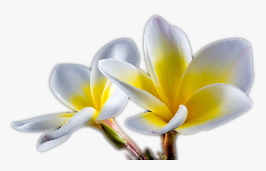 Frangipani, HD Png Download