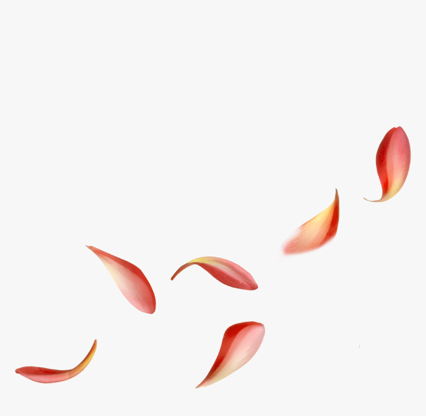 Macro Photography, HD Png Download