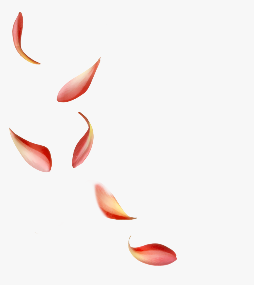 Petala De Flor Png, Transparent Png