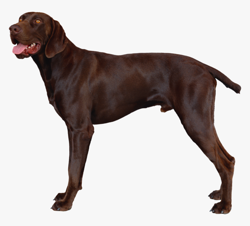 Brac German Cu Par Scurt, HD Png Download