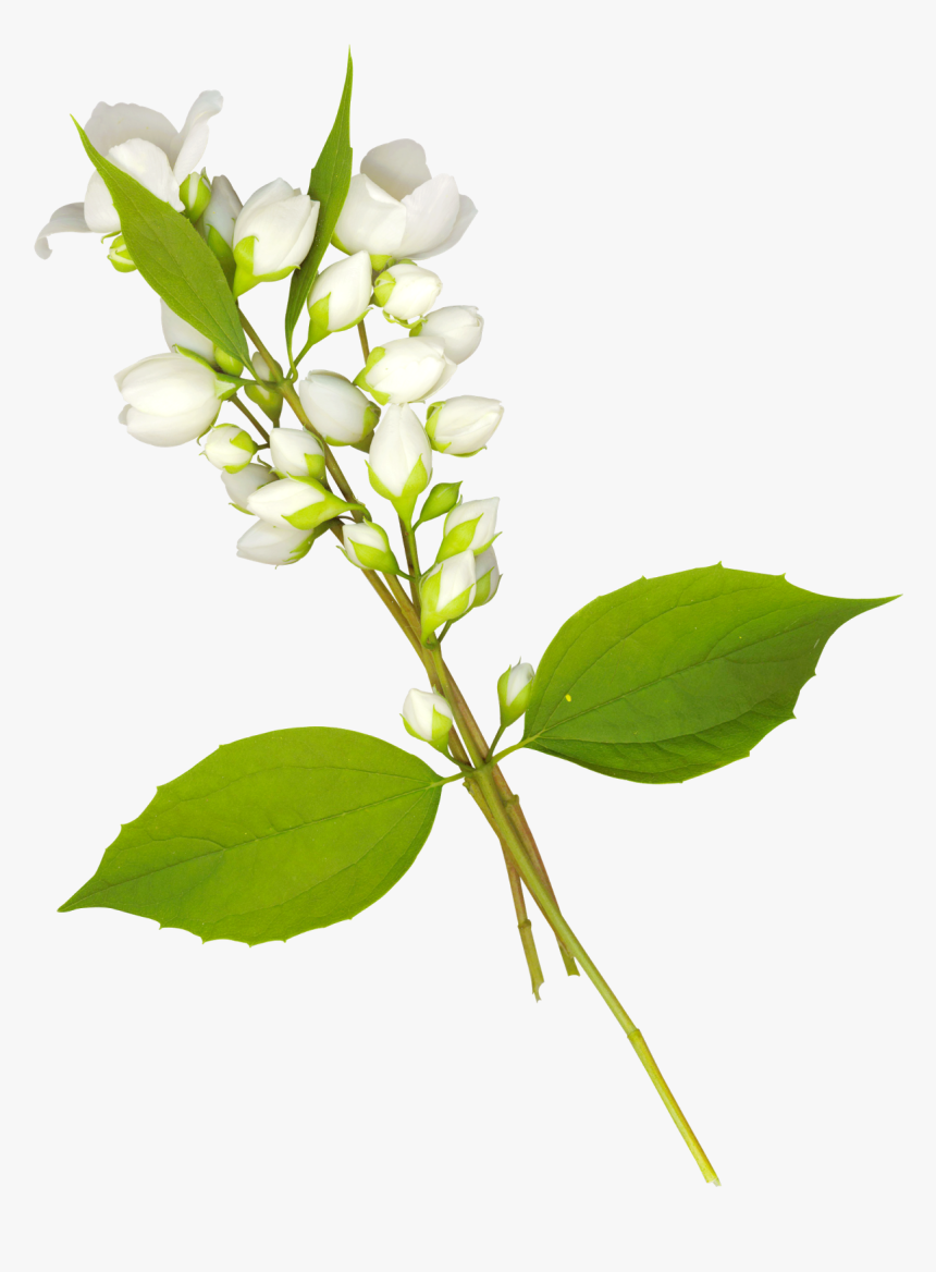 Folhas Em Png - Mock Orange, Transparent Png