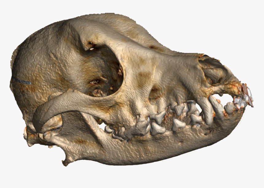 Craneo De Perro Png, Transparent Png - Craneo Perro Png, Png Download