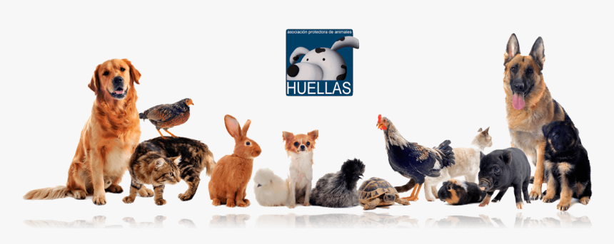 Banner Protectora Huellas - Pet Are Family, HD Png Download