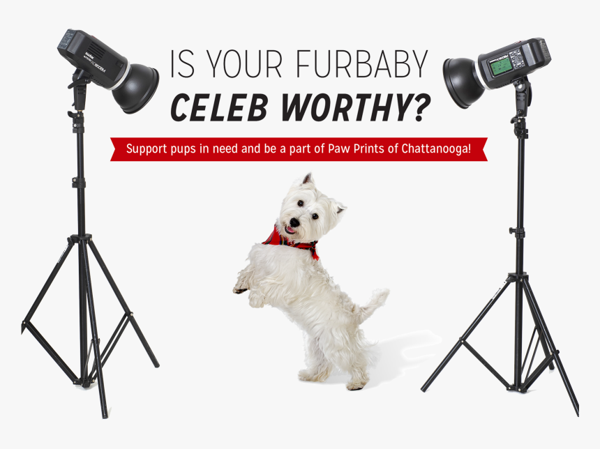 West Highland White Terrier, HD Png Download