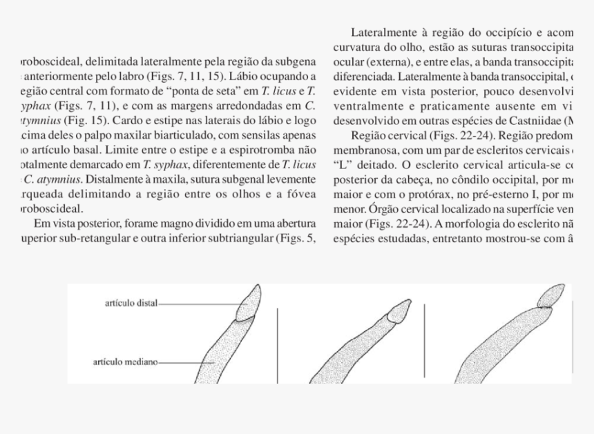 Document, HD Png Download