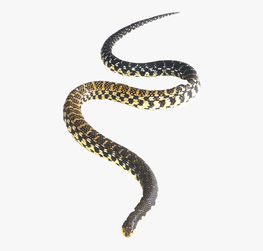 Snake Png Vector - Malagasy Giant Hognose Snake, Transparent Png