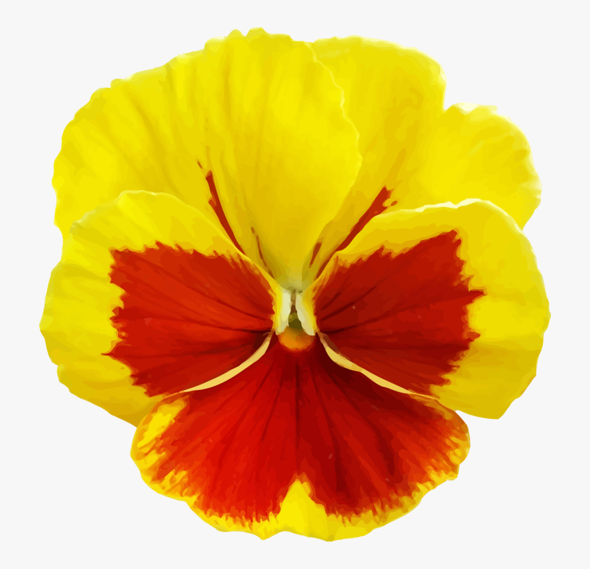 Plant,flower,seed Plant - Yellow Pansy Flower Png, Transparent Png