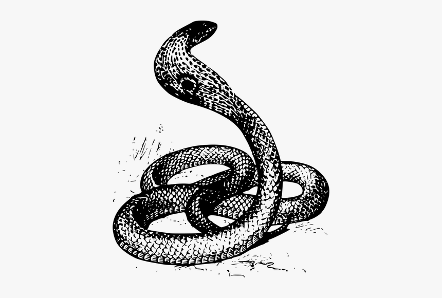 Cobra Snake Vector Clip Art - Black & White Cobra, HD Png Download