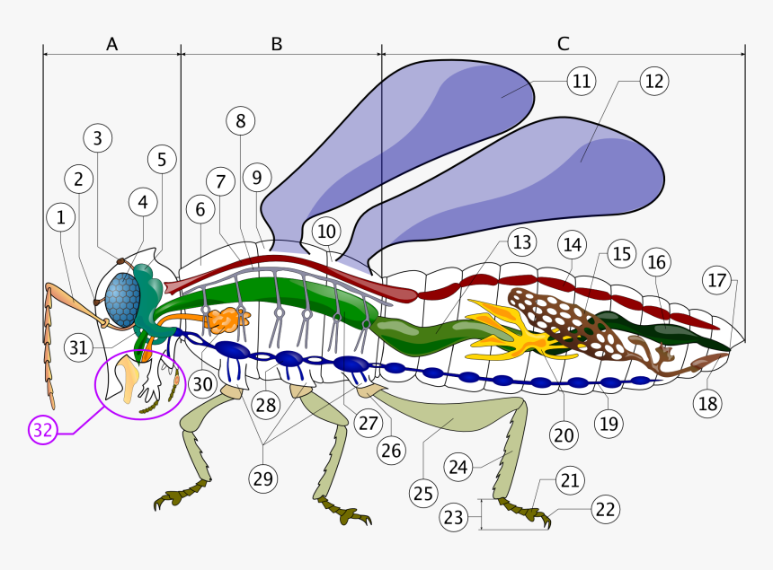 File - Robal - Insect Circulatory System, HD Png Download