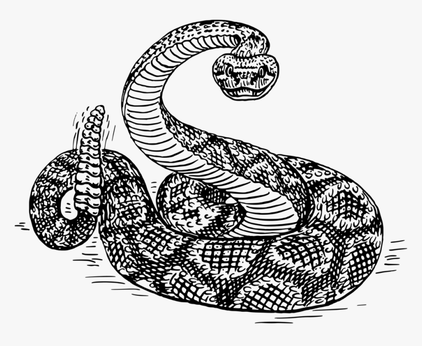 Visual Arts,reptile,serpent - Rattlesnake Black And White, HD Png Download