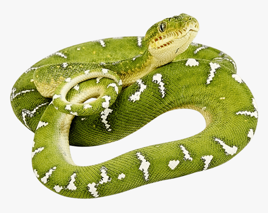 Green Twirling Png Image - Green Snake Png, Transparent Png