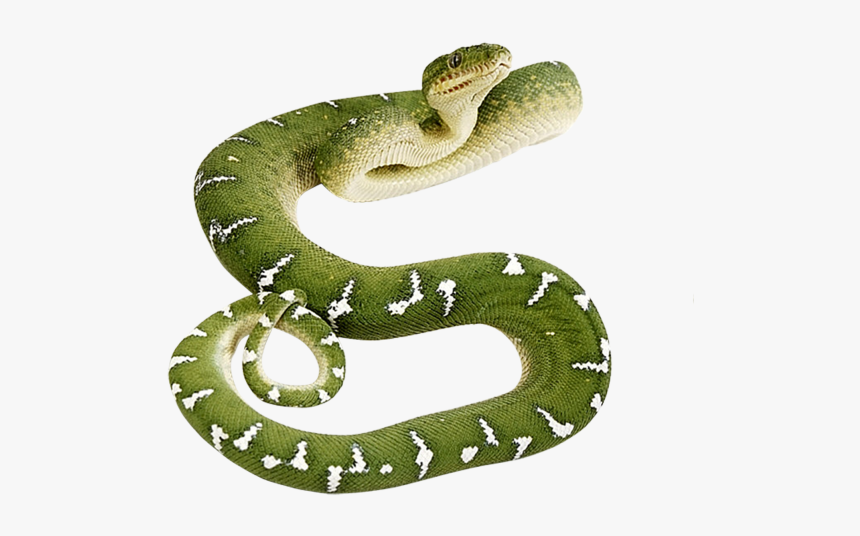 Snake Png Free Download - Green Snake Png, Transparent Png