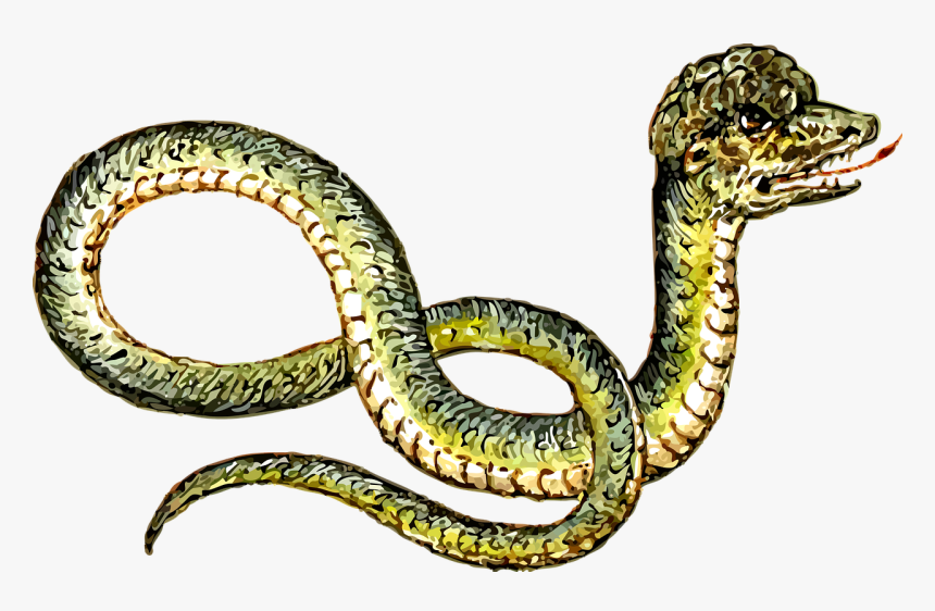 Animal Reptile Snake Free Picture - Clipart & Peculiar, HD Png Download
