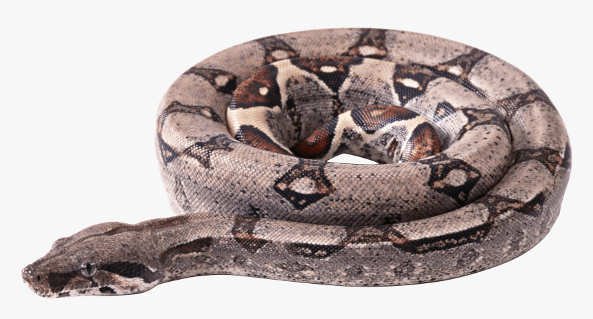 Circle Snake Clip Arts - Boa Constrictor Transparent Png, Png Download
